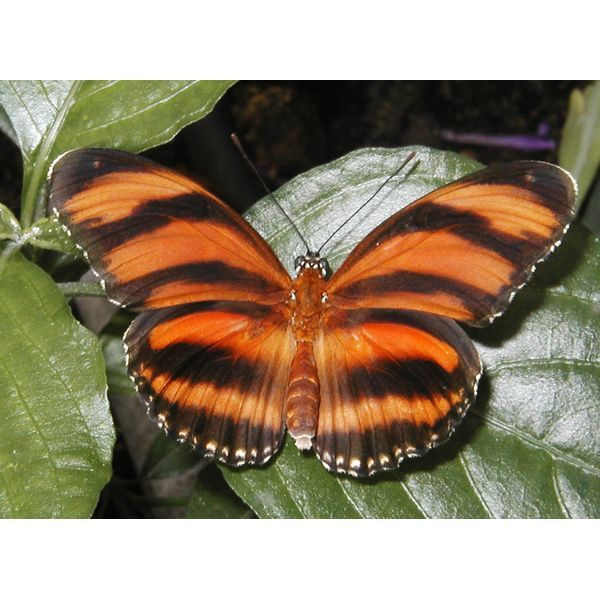 Joli papillon 