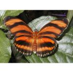 Alcoolisme Joli papillon